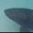 groper coralbay